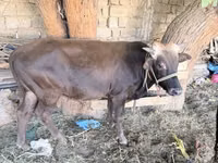 Buğa, Mal-qara — foto 1