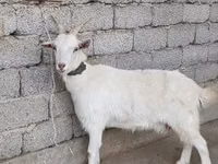 Cabra, Cabras — foto 3