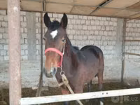Cheval, Kyrgyz Horse — photo 2