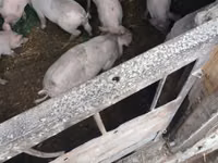 Vier, Porci — foto 2