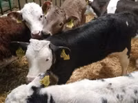 أبقار (دفعة، الجنس غير محدد), Simmental cattle — الصورة 4