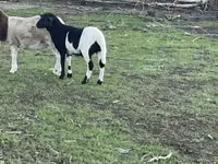 公羊, Dorper sheep — 照片 2