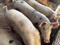 मादा सूअर, सूअर — फ़ोटो 6