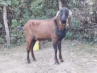 Țap, Nubian Goat — foto 3