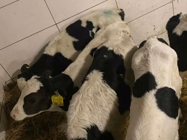 Buqa, Russian Black pied cattle