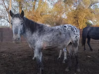 Toychoq, Appaloosa — 2-rasm