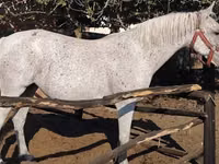 Iapă, Lipizzaner — foto 3