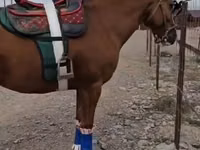 Aygʻir, Tatar horse — 2-rasm
