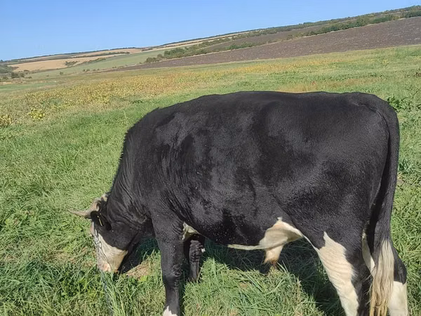Bulle, Russian Black pied cattle — Republik Moldau