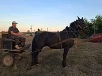 公马, Nonius horse — 照片 2
