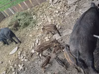 Säue, Schweine — Foto 4