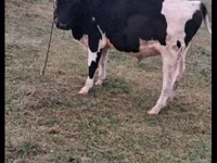 Bulle, Russian Black pied cattle — Foto 5