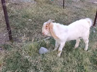 Țap, Boer goat — foto 1