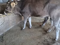 ثور, Swiss cattle — الصورة 1