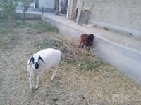 भेड़, भेड़ — फ़ोटो 3