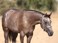 فرس, Quarter Horse — الصورة 5