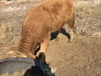 Bulle, Swiss cattle — Foto 1