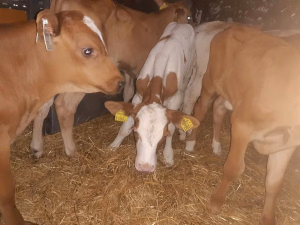 Bou, Simmental cattle