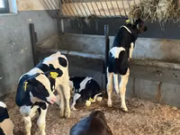 İribuynuzlu mal-qara (partiya, cinsi göstərilməyib), Russian Black pied cattle — foto 1