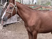 母马, Friesian sport horse — 照片 1