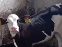 Buğa, Simmental cattle — foto 3