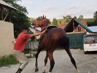 घोड़ा, Karabair horse — फ़ोटो 7