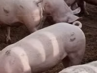Scroafă, Porci — foto 3