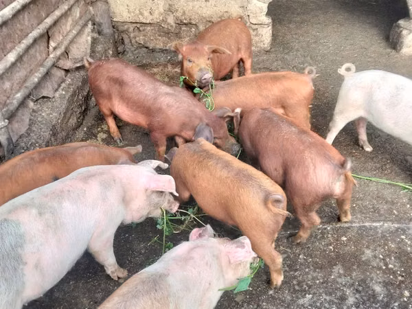 Vier, Porci