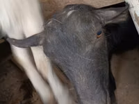 बकरी, Saanen goat — फ़ोटो 5