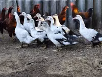 Ducks — photo 1