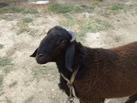 Ram, Baerchuke sheep — photo 2