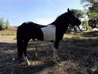 Atlar (partiya, cinsi göstərilməyib), American shetland pony — foto 3
