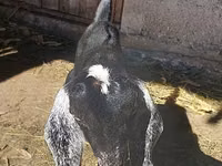 Cabra, Nubian Goat — foto 5