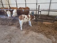 Bou, Simmental cattle — foto 1