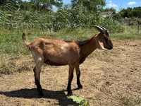 Billy Goat, Nubian Goat — photo 5