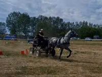 حصان, Lipizzaner — الصورة 3