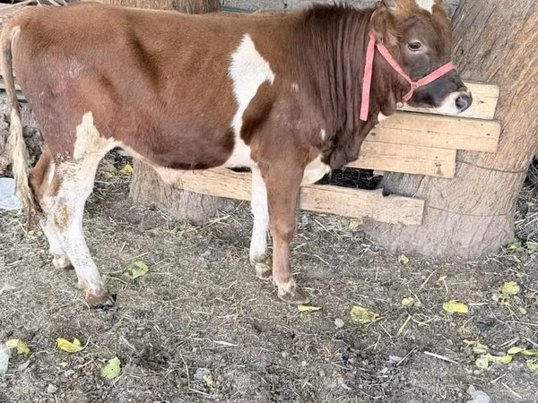 Bou, Bovine
