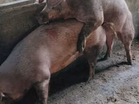 Boar — photo 5