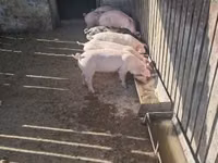 Scroafă, Porci — foto 5