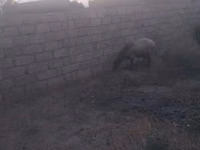 母羊, Sheep — 照片 3