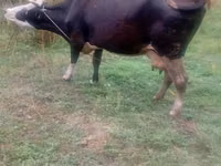 Toro, Ganado vacuno — foto 2