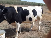 Bou, Russian Black pied cattle — foto 2