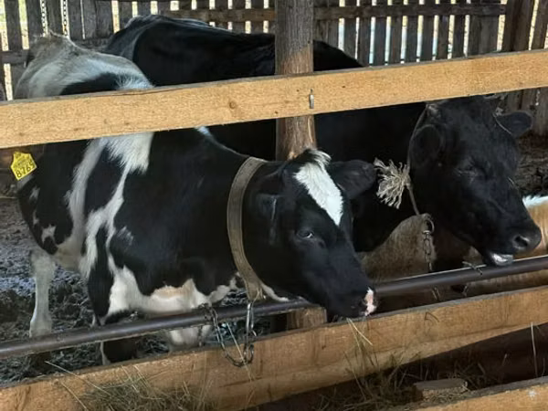Vache, Race Holstein