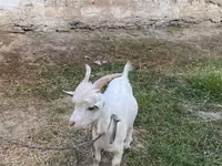 عنزة, الماعز — الصورة 1
