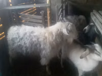 Țap, Alpine goat — foto 2