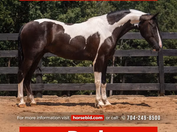 Cal, Friesian