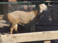 मेढ़ा, Arashan sheep — फ़ोटो 3