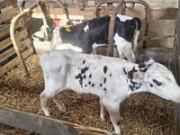Bou, Rasa Holstein — foto 3