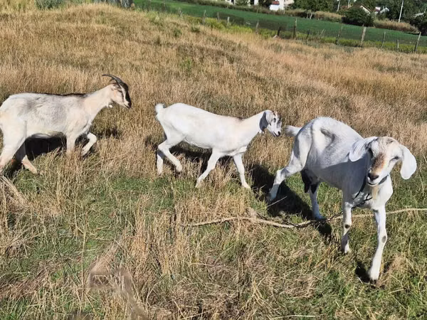 Cabra, Cabras — Moldávia