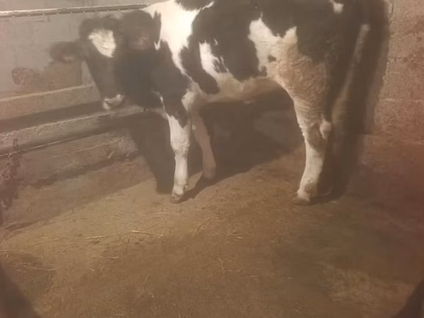 Sigir, Russian Black pied cattle